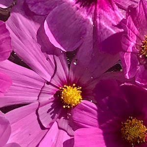 KOSMOS: Att förverkliga inneboende frid och kreativt uttryck - 30 ml blomessens