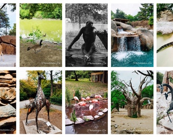 Lot de 10 photos du zoo de Philadelphie, photo de l'auteur du zoo de Philadelphie, pas de cartes postales, 10 x 15 cm (4 x 6 po.)