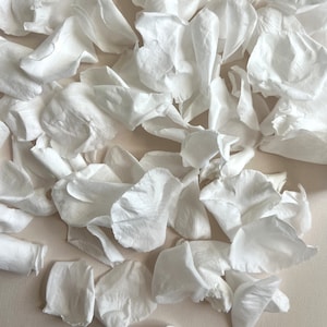 White Rose Petals
