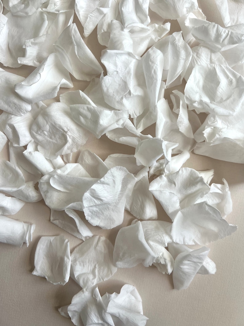 White Rose Petals