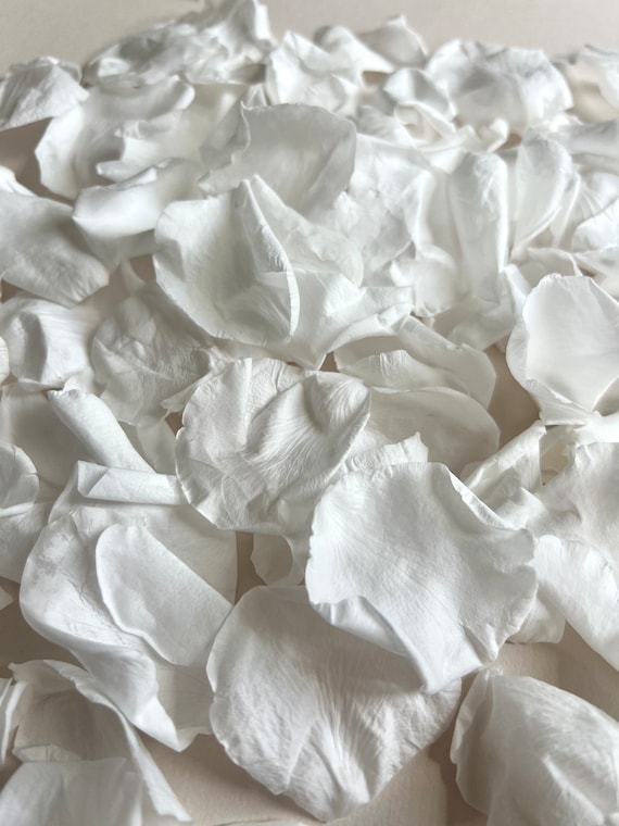 Large White Rose Petal Confetti | 100% Natural & Biodegradable | 8 Handfuls