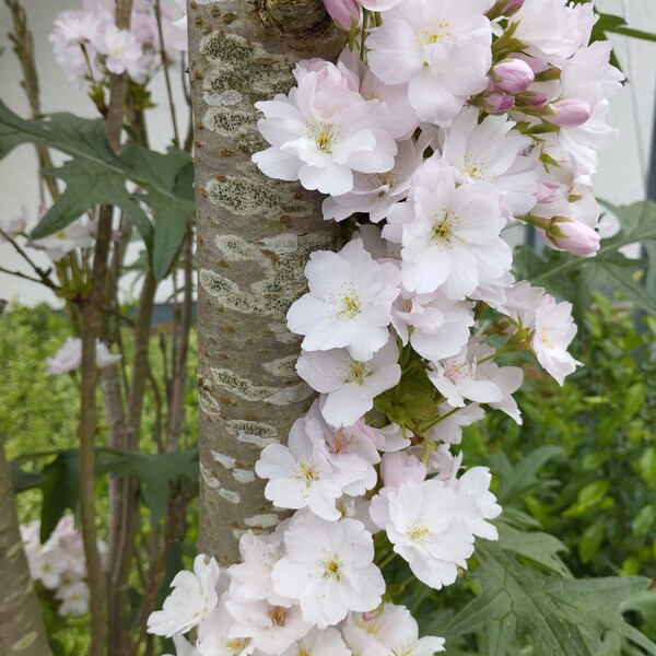 Bild Kirschbaum + rosa Blüten Bilder PIC