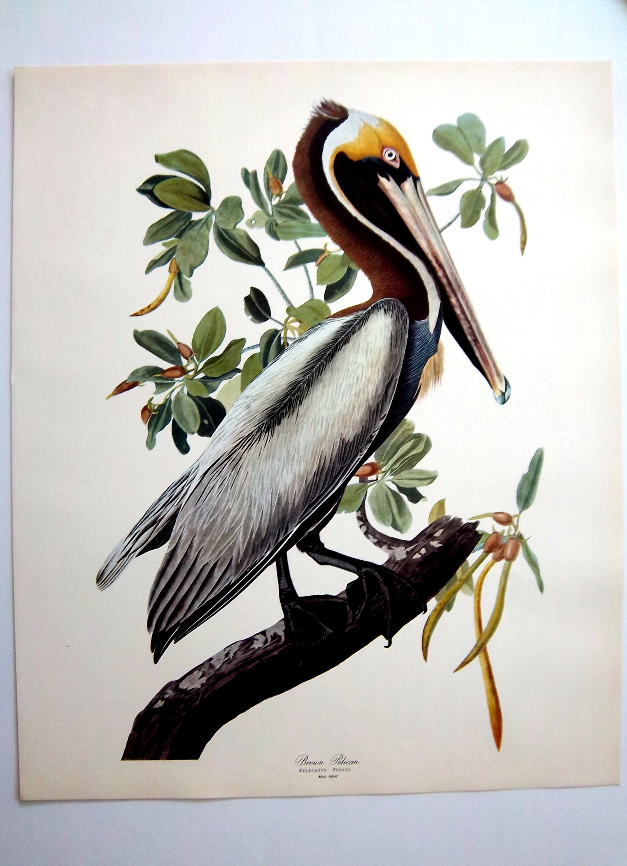 Antique Audubon Bird Print 14 X 17 AUDUBON brown Etsy