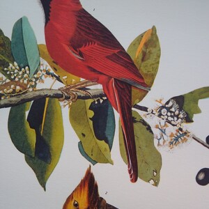 AUDUBON Bird Print Cardinal Red Bird VINTAGE - Etsy