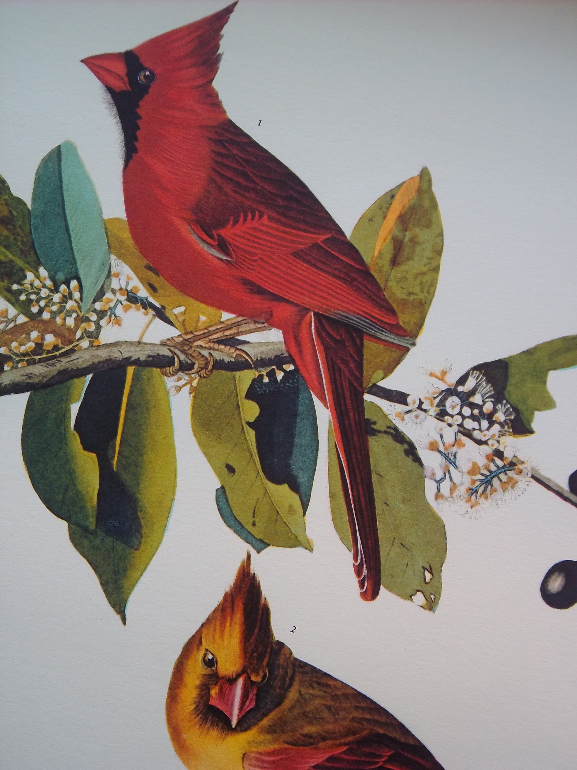 AUDUBON Bird Print Cardinal Red Bird VINTAGE - Etsy