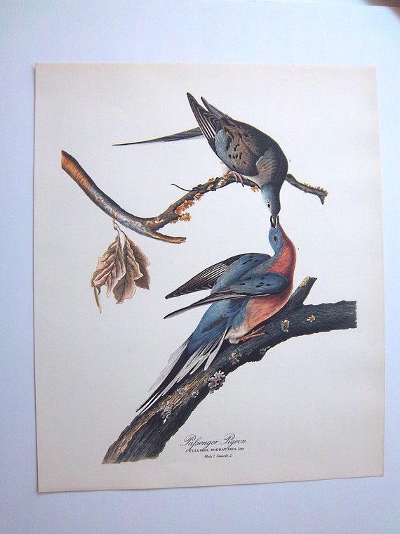 Audubon Ariel Press FOLIO American Flamingo Birds of America