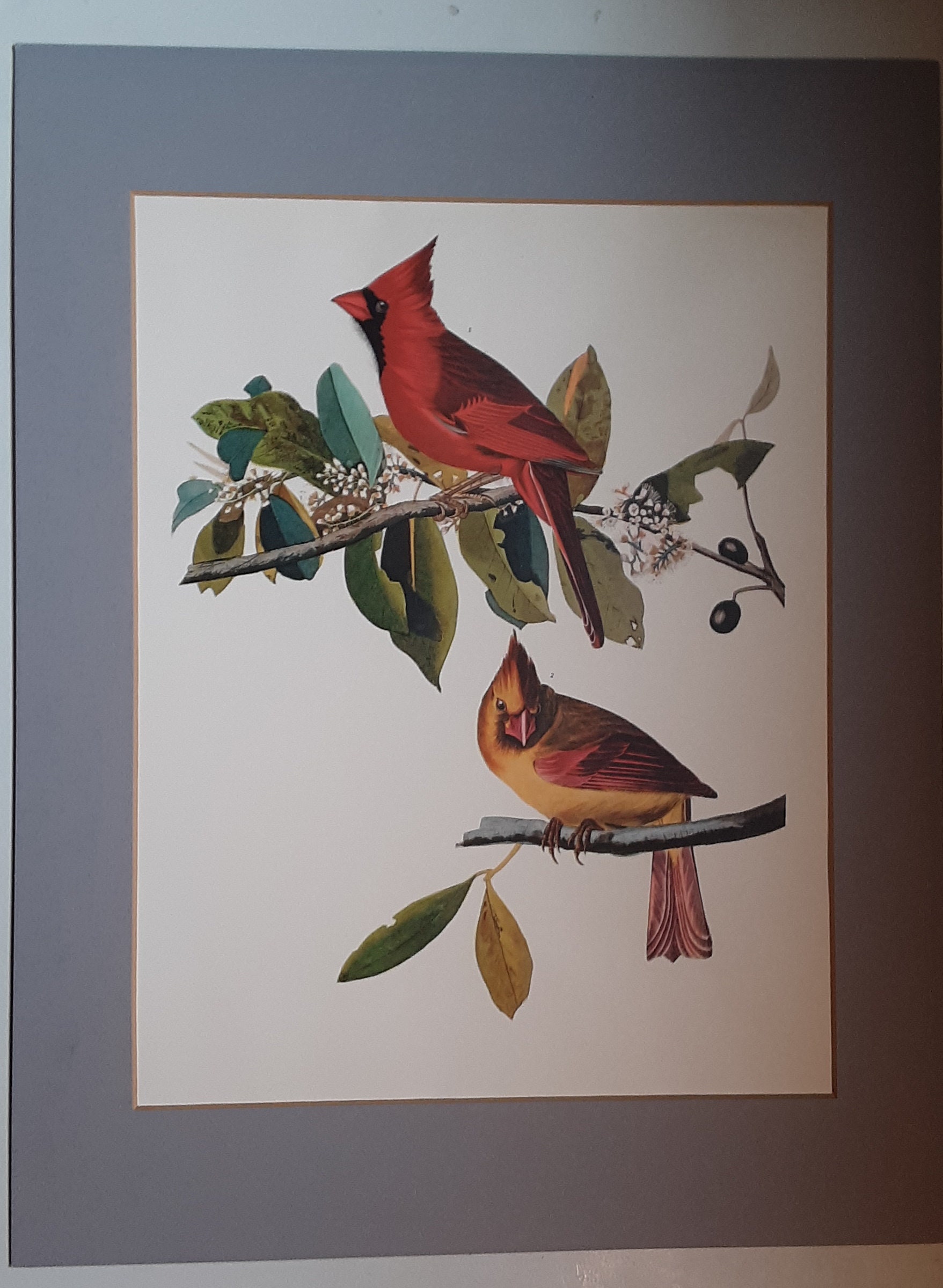 Louisville Cardinals Framed Art Prints for Sale - Fine Art America