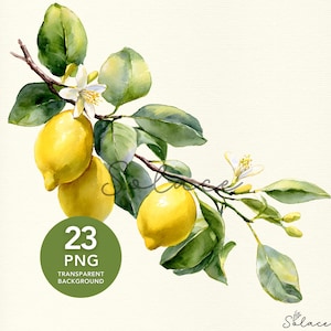 Zitrone Blume Clipart, Zitrus Frucht Kunst, Aquarell Blume Png, Sommer Clipart, Sublimationsdesign, Junk Journal, Scrapbooking, Einladungen