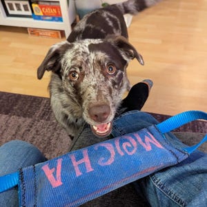 May include: A dog toy with the word "MOCHA" in pink letters on a blue background. The dog is brown and white with a happy expression. The dog is looking up at the camera.