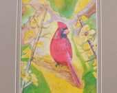 Cardinal Watercolor Fine Art Print, Double Matted In Beige, Bird, Nature, Illustration, Painting, Red, Wildlife, Animals, Red, Yellow, Tree