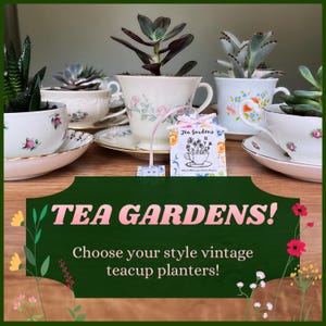 Puede incluir: Tazas de té vintage reutilizadas como macetas, cada una con una suculenta. Las tazas presentan diseños florales y ribetes dorados. Una etiqueta dice "Tea Gardens!" con el texto "¡Elige tus macetas de tazas de té vintage!"