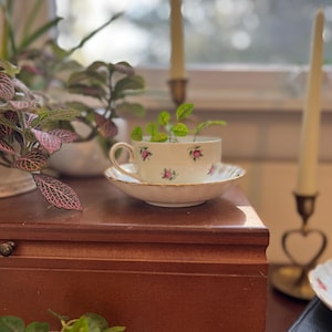 Könnte beinhalten: Eine weiße Teetasse mit Blumenmuster steht auf einer Untertasse auf einer Holzoberfläche. Die Teetasse ist mit einer kleinen grünen Pflanze gefüllt.