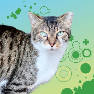 Cartão postal quadrado com colagem de gatos