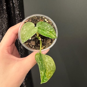 Scindapsus Matcha - Etsy