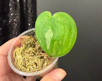 Scindapsus Parahyangan Albo, Rooted Exact Small Cutting, Rare Tropical Aroids, Live Houplant, Gift for Plant Lover, US Seller