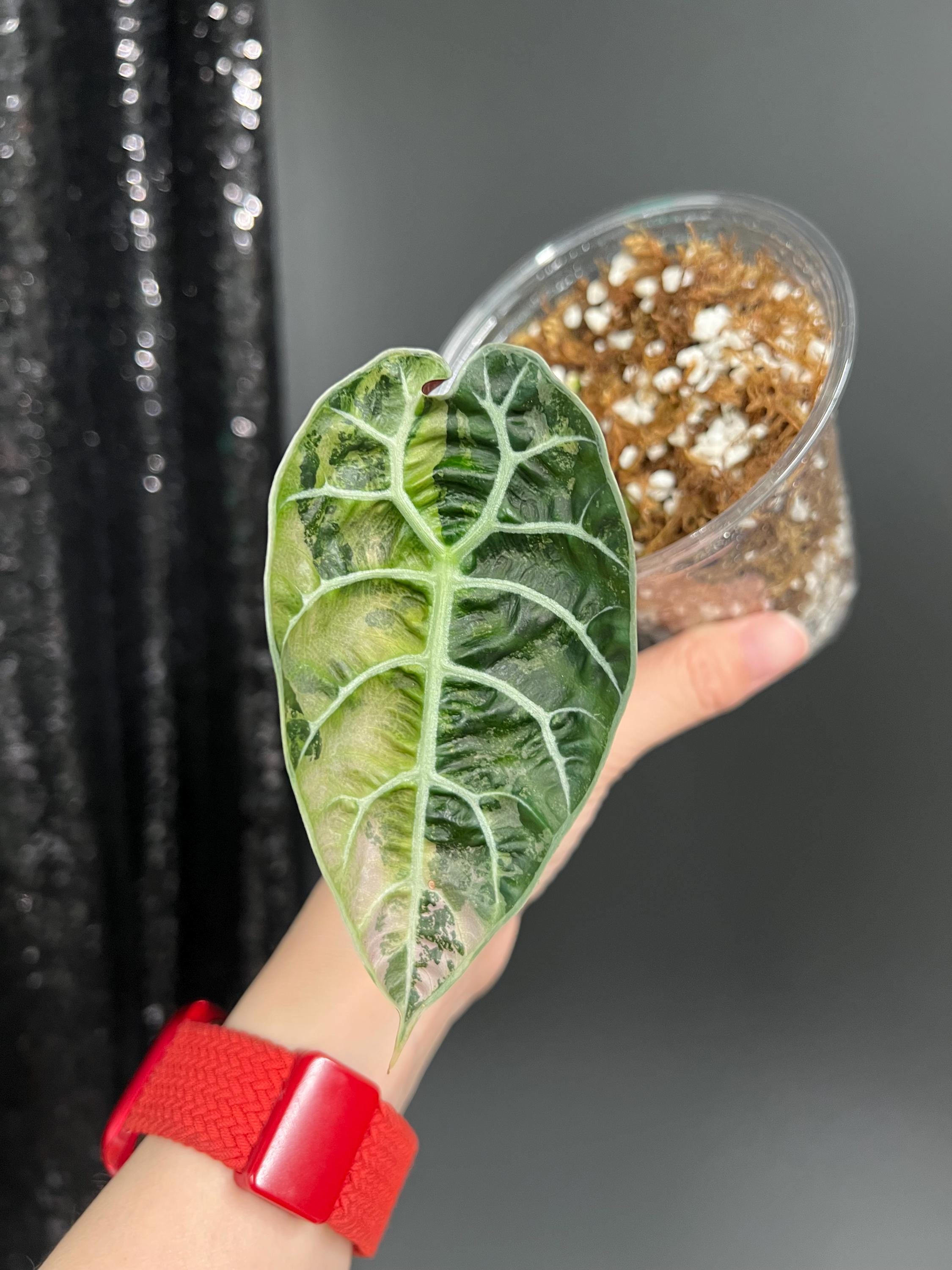 極上 アロカシア ワトソニアナ ピンク Yahoo!オークション