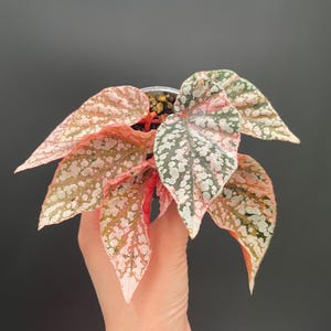 Begonia Snow Capped Variegated SC3, Well Established Plant | Rare
