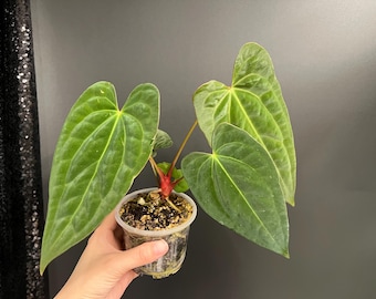 Anthurium Papillilaminum hybrid, Medium Size | US Seller