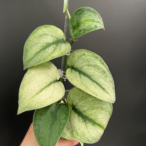 Scindapsus Exotica Mint, Exact Plant #SEM4 | US Seller