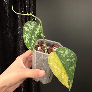 Scindapsus Matcha - Etsy