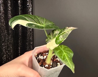 Alocasia Regal Shield Albo Variegated Tissue Culture (1 Item/bag