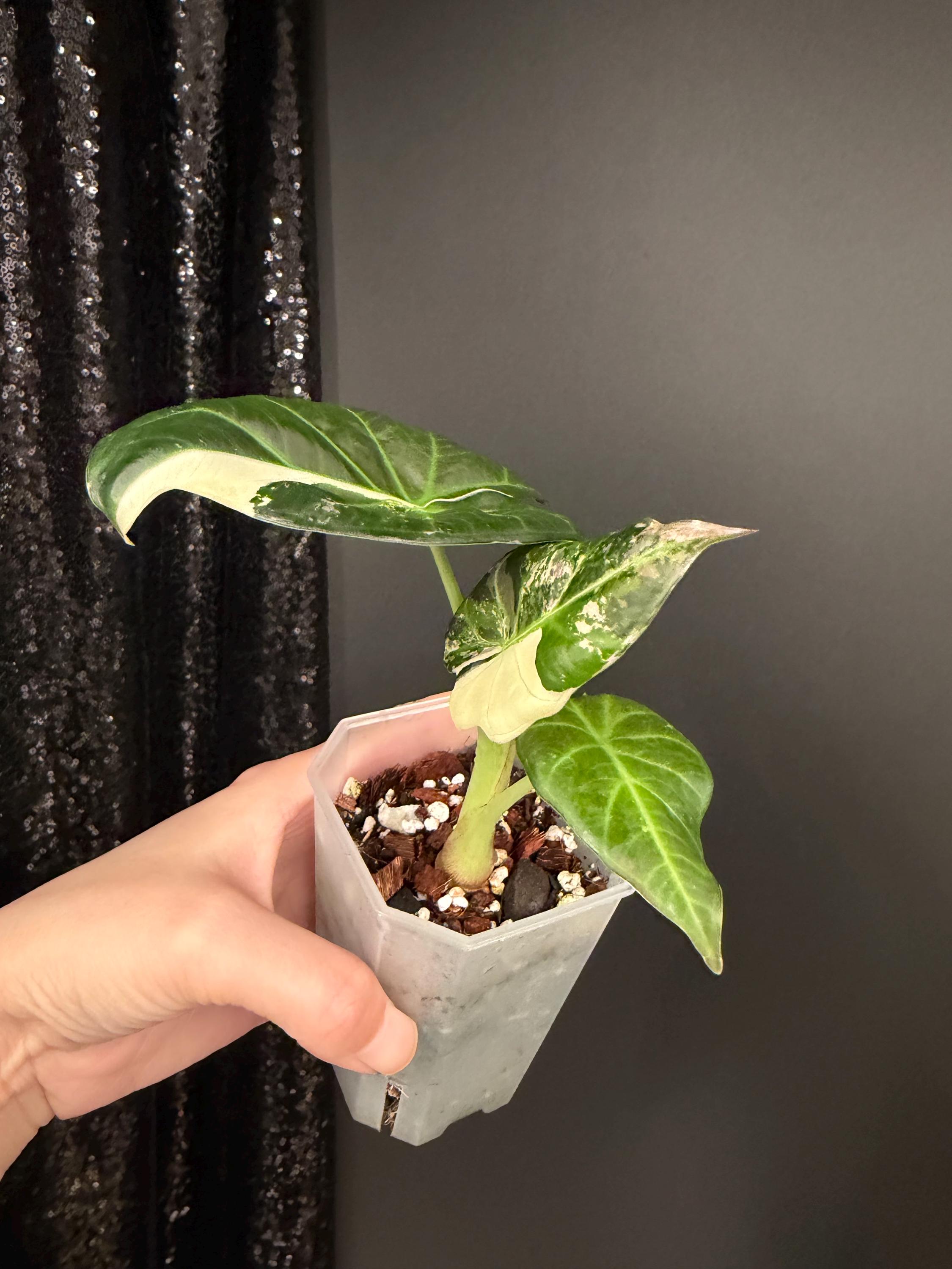 Alocasia Regal Shield Variegated - Etsy