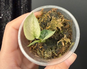 Scindapsus Matcha (maharlika); Green on Green - Exact Plant; US