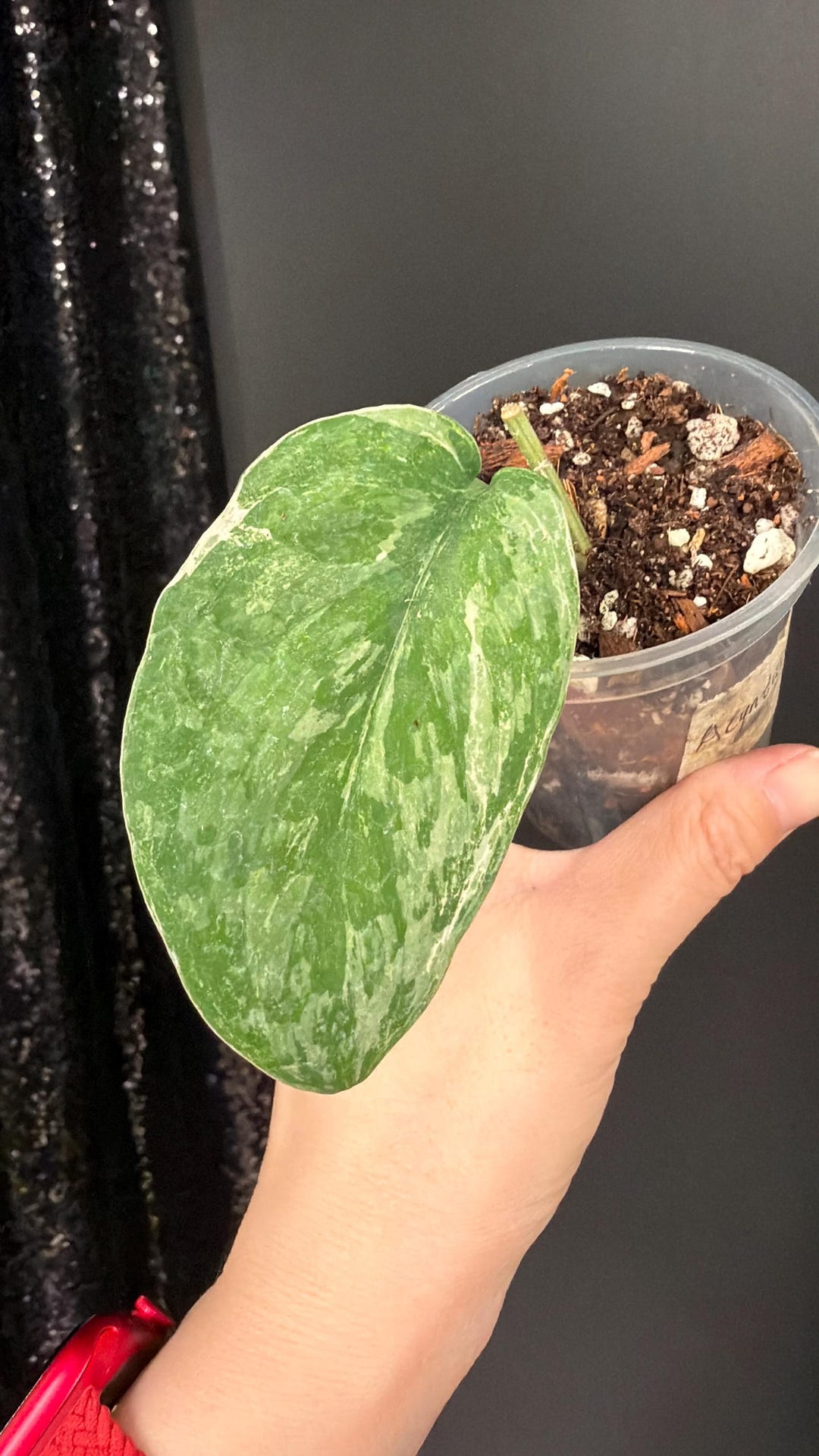 Scindapsus Acintya Rooted Cutting, Small Leaf, US Seller - Etsy
