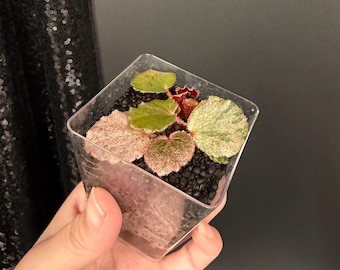 US Seller EXACT PLANT Pink Variegated Begonia Cucullata Pink