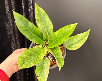 Anthurium Hookeri Variegated, Exact Plant, US Seller