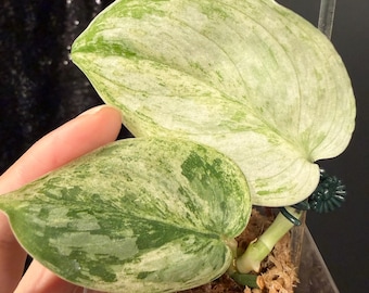 Scindapsus Peasun, Exact Rare Tropical Aroids, Gift for Plant Lover, Easy Live Houseplant, Collector Plant, US Seller