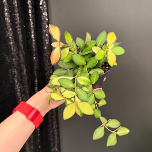 May include: A potted Hoya plant with green and yellow variegated leaves. The plant is held in a black pot. The background is a dark gray wall and a black sequined curtain. A red bracelet is visible.