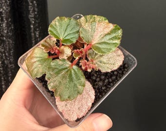 Begonia Cucullata Variegated Pink Variegation Rooted Active