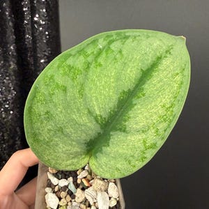 Scindapsus Matcha - Etsy