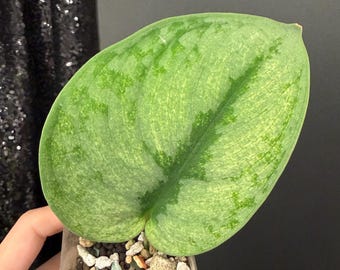 Scindapsus Matcha (maharlika); Green on Green - Exact Plant; US