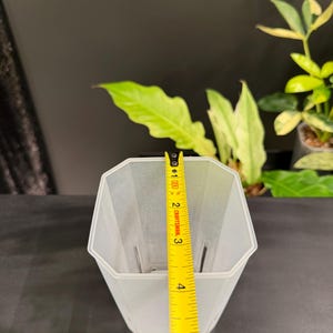 May include: A translucent, octagonal plant pot with a yellow measuring tape showing a height of approximately 5 inches. The pot has vertical ridges and is empty. Green plants are visible in the background.