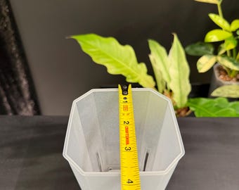 May include: A translucent, octagonal plant pot with a yellow measuring tape showing a height of approximately 5 inches. The pot has vertical ridges and is empty. Green plants are visible in the background.