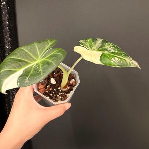 Alocasia Regal Shield albo in 2.5" Pot, Exact Rare Tropical Aroids, Live Houseplany, Gift for Plant Lover, US Seller