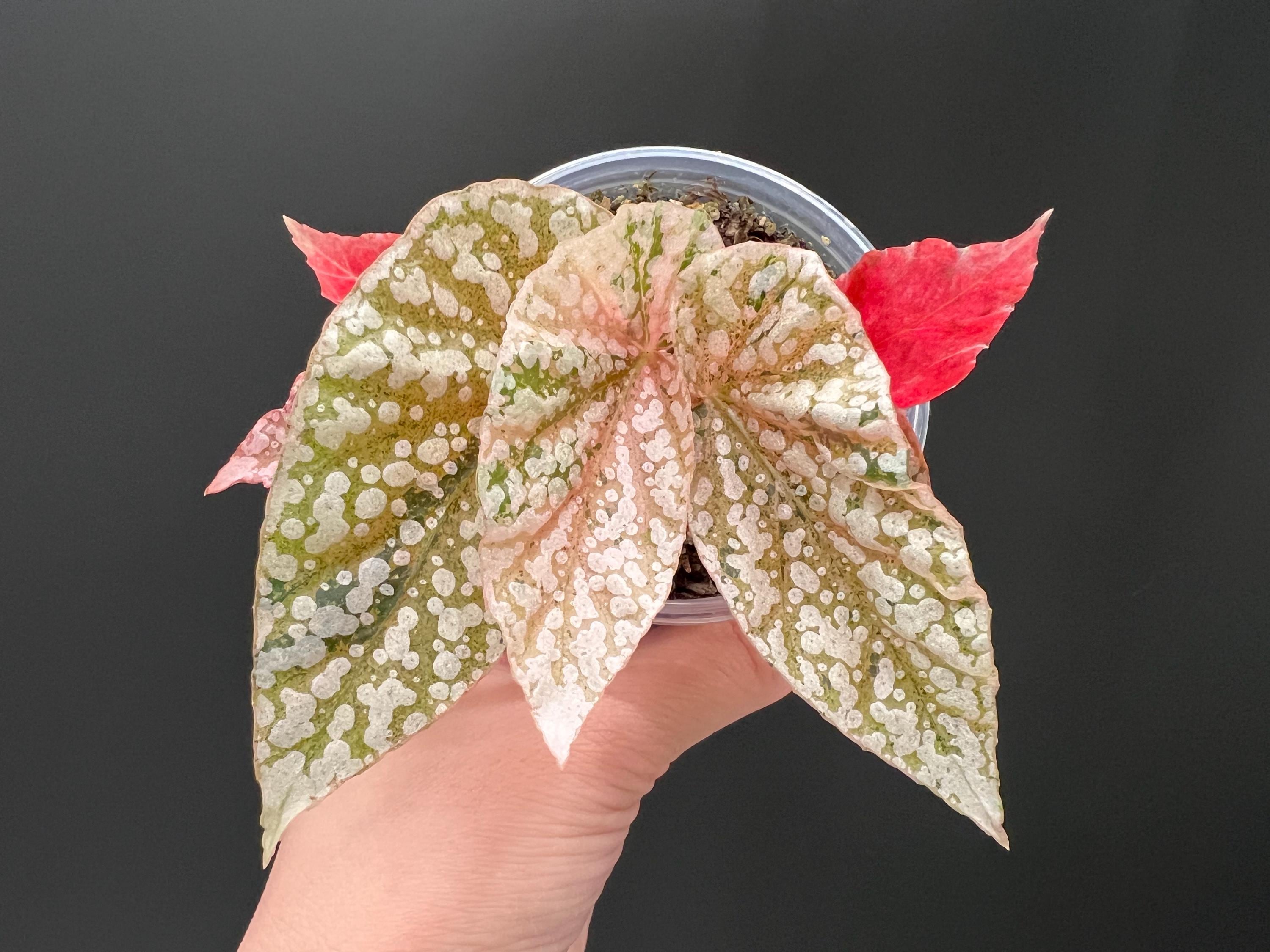 Begonia Snow Capped Variegated #p8 | Rare Rooted Variegated Begonia Plant | US Seller