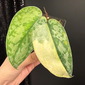 Scindapsus Lakambini - Etsy