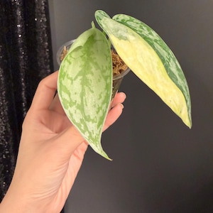 Scindapsus Lakambini - Etsy