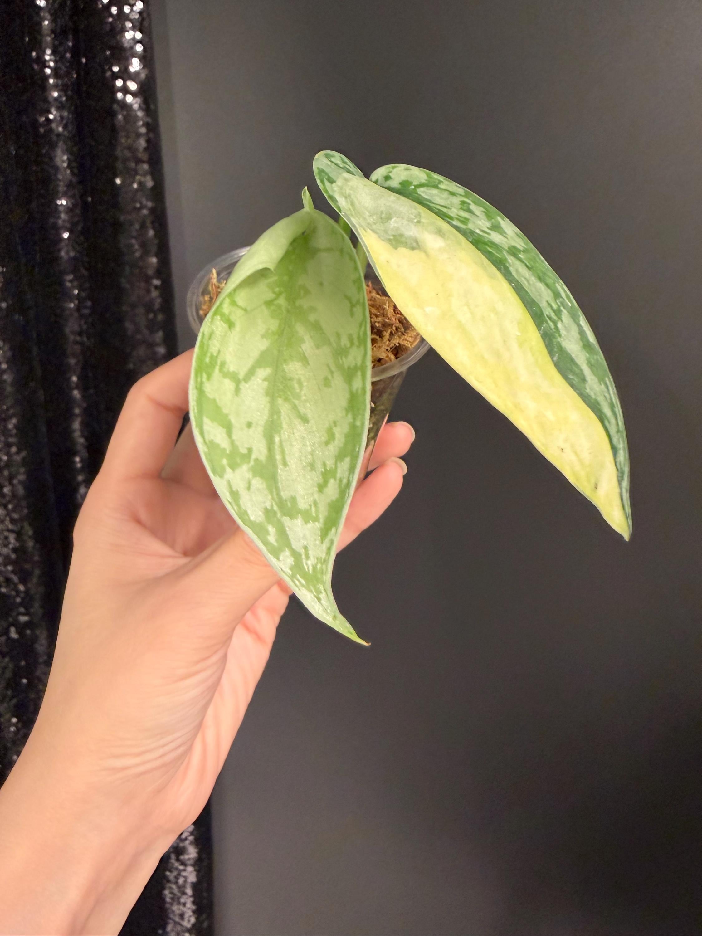 Scindapsus Lakambini - Etsy