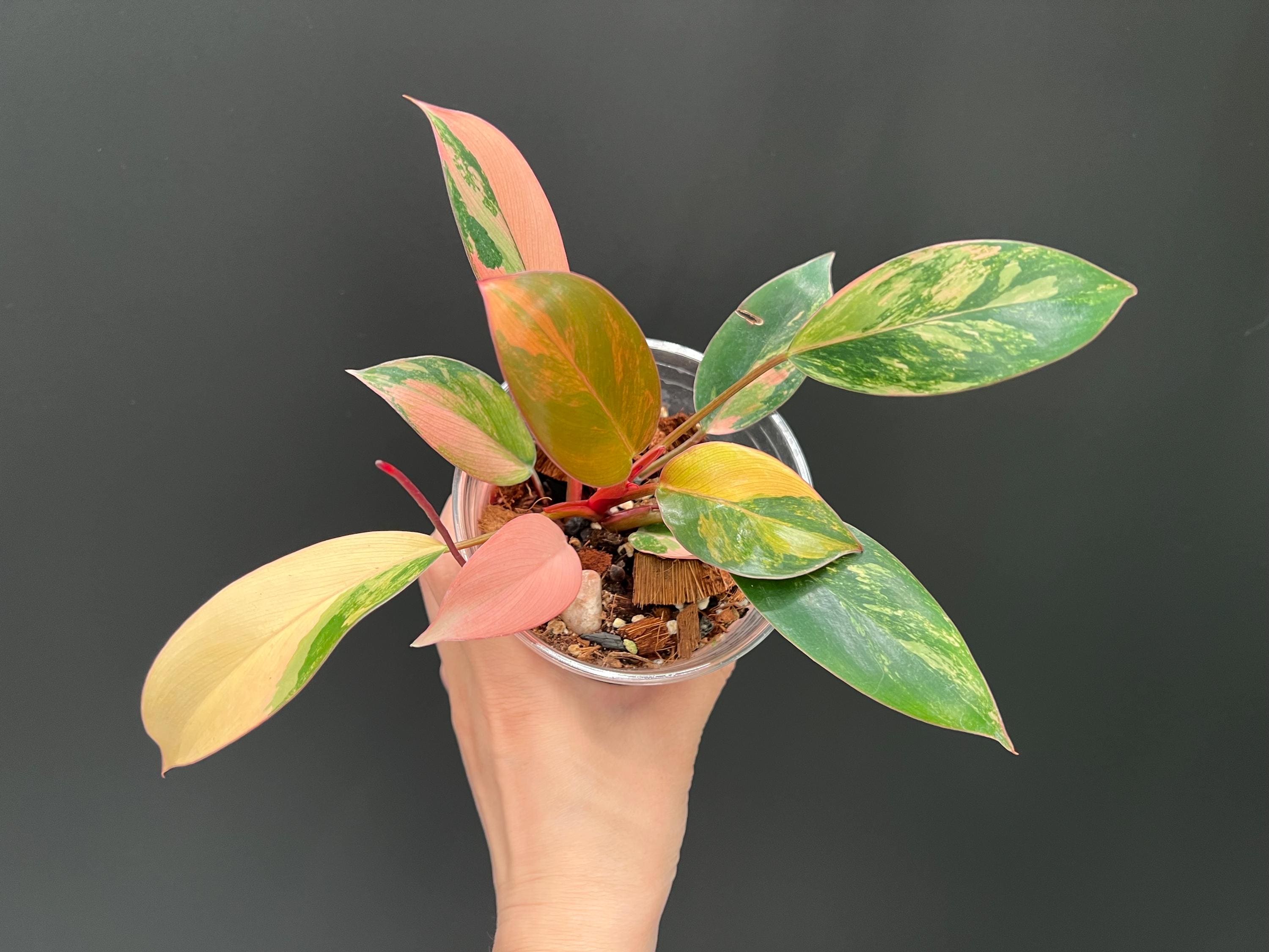 Philodendron Red Congo Variegated | Exact Plant #RC1 in 12oz Cup | Stunning Variegation | Easy Care | Rare Aroid | US Seller