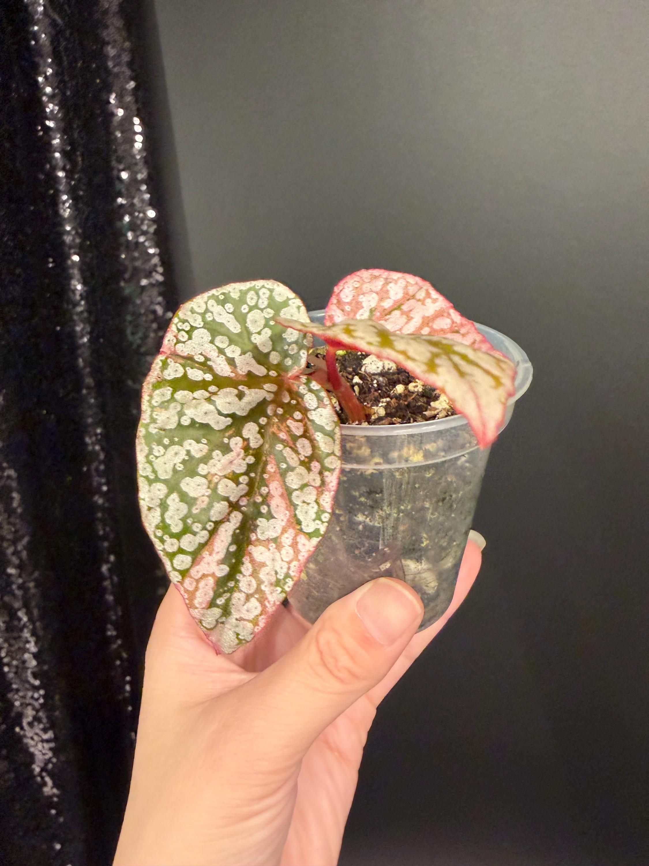 Begonias Snow Capped Variegated - Etsy