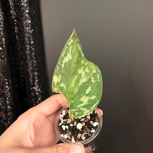 Scindapsus Matcha - Etsy