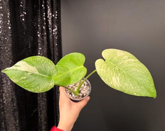 Monstera White Monster, Rare Tropical Aroids, Gift for Plant Lovers, Easy Live Houseplant, Collector Plant, US Seller