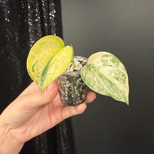 Scindapsus Matcha, Rooted Exact Plant, Rare Tropical, Plant Lover