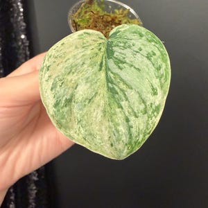 May include: Close-up of a heart-shaped plant leaf with a variegated pattern of green and white. The leaf is held in front of a dark background, with a small clear container of moss visible in the background.