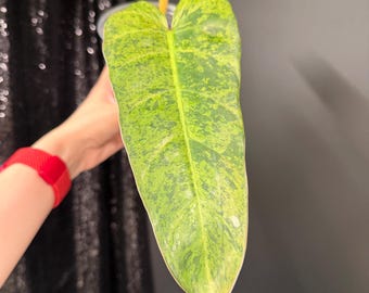 plant touch me not Tickle Plant, “Touch Me Not Plant” seeds for all year round, Mimosa Pu –  Helen's Greenhouse