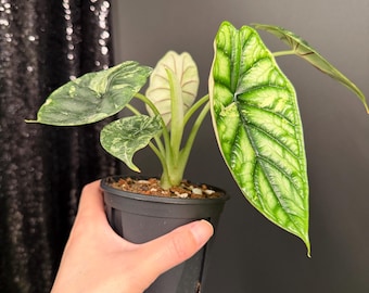 Alocasia Baginda 